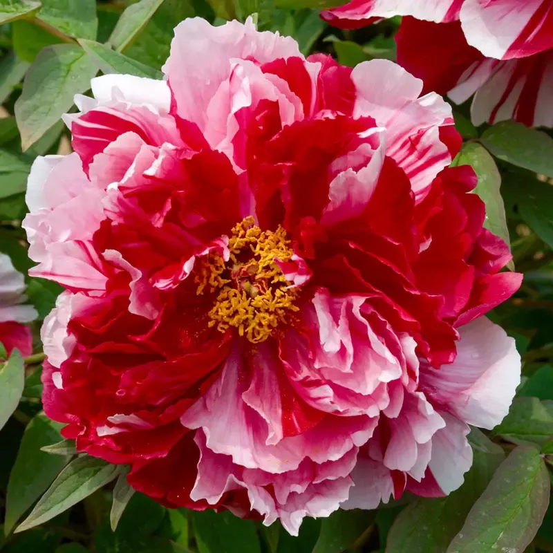 Camouflage Tree Peony