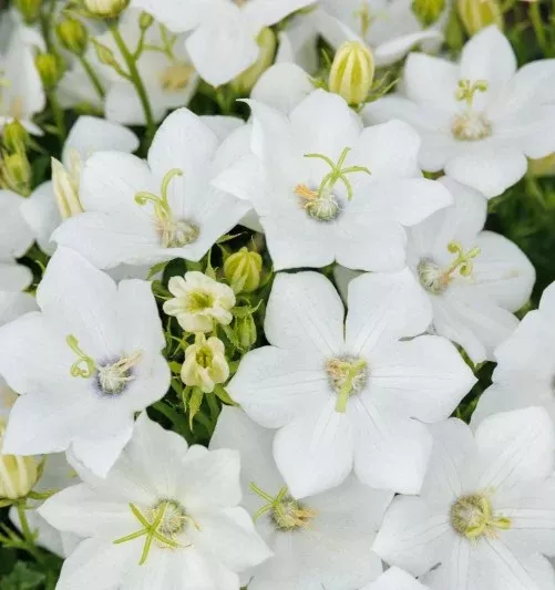 Campanula Bellflower