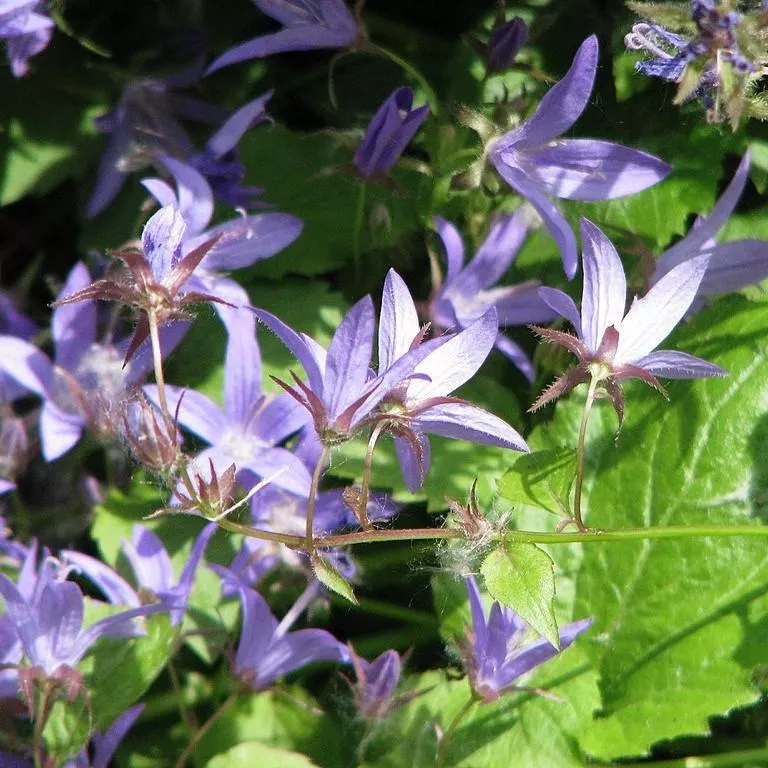 Campanula poscharskyana 'Blue Waterfall'- Blue Waterfall Bellflower
