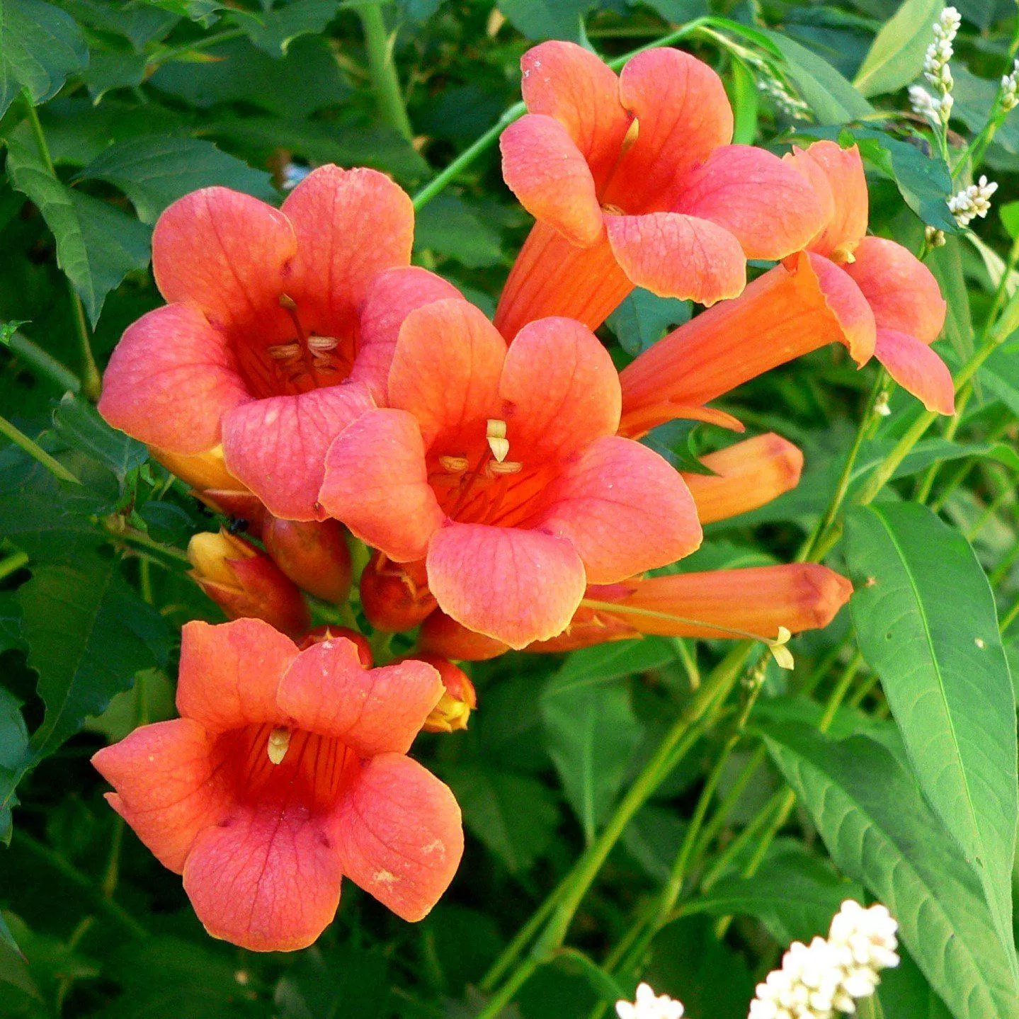 Campsis radicans 'Flamenco'- Flamenco Trumpet Creeper