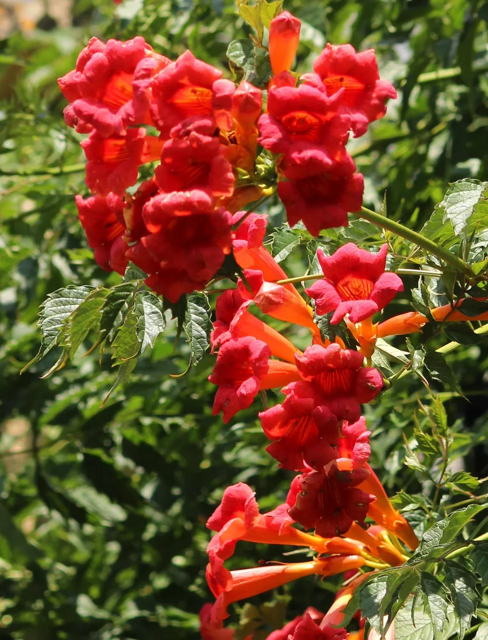 Campsis Radicans 'Flamenco'
