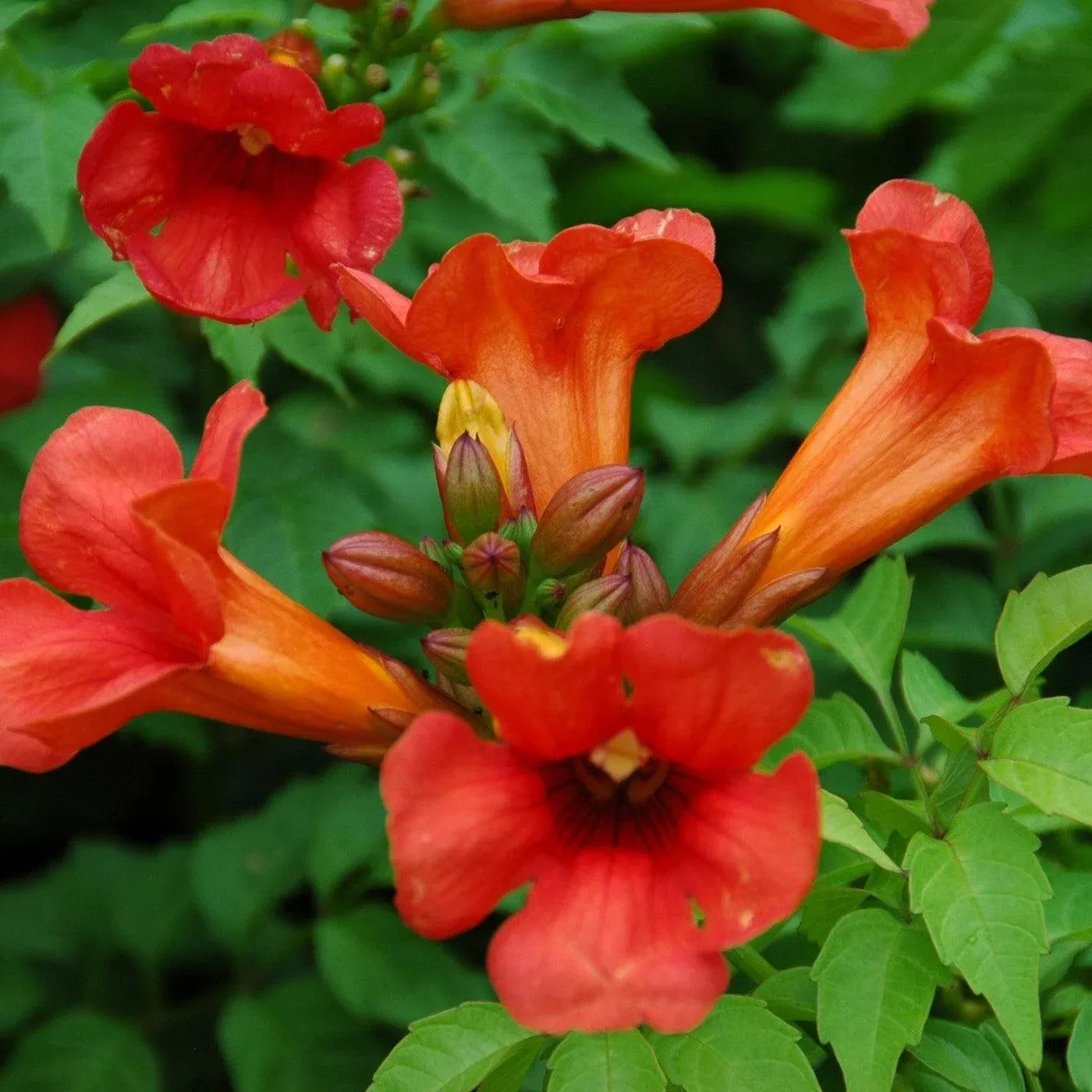 Campsis x tagliabuana 'Takarazuka Fresa' PP 23,917- Summer Jazz™ Fire Campsis