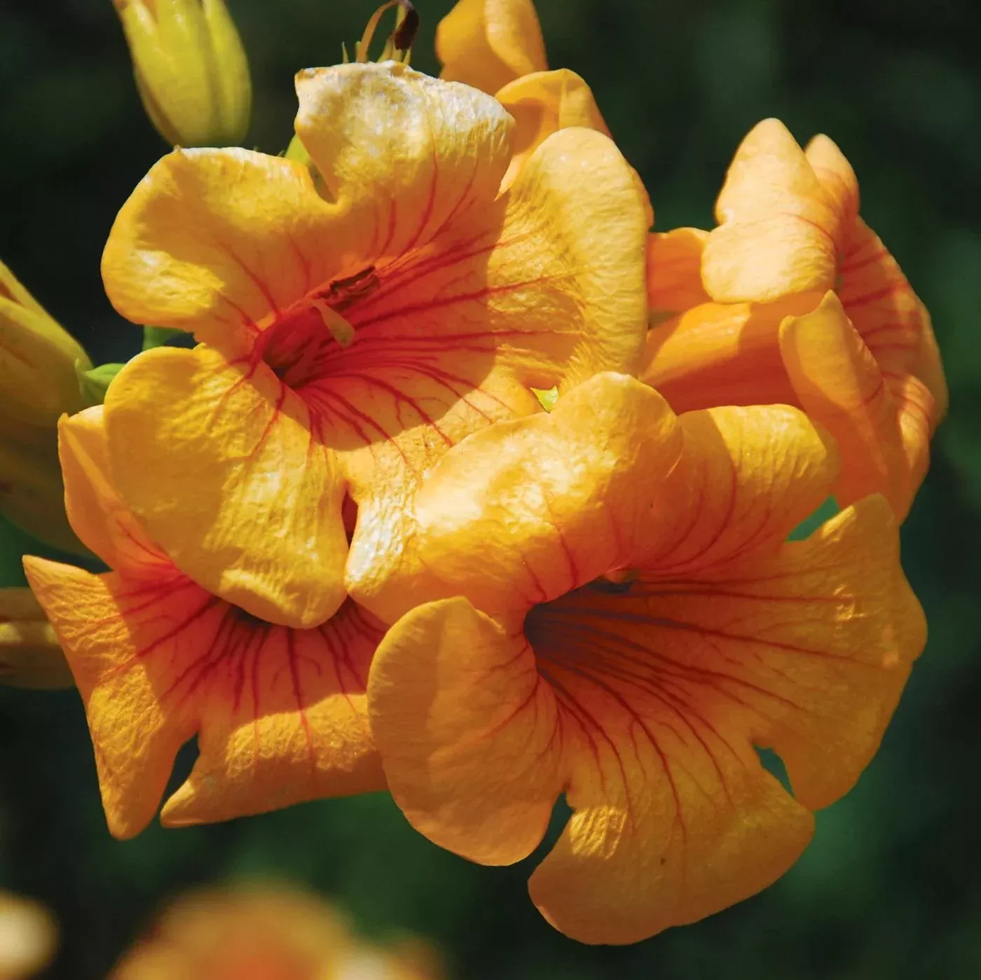 Campsis x tagliabuana 'Takarazuka Yellow' PP 23,918- Summer Jazz™ Sunrise Gold Campsis