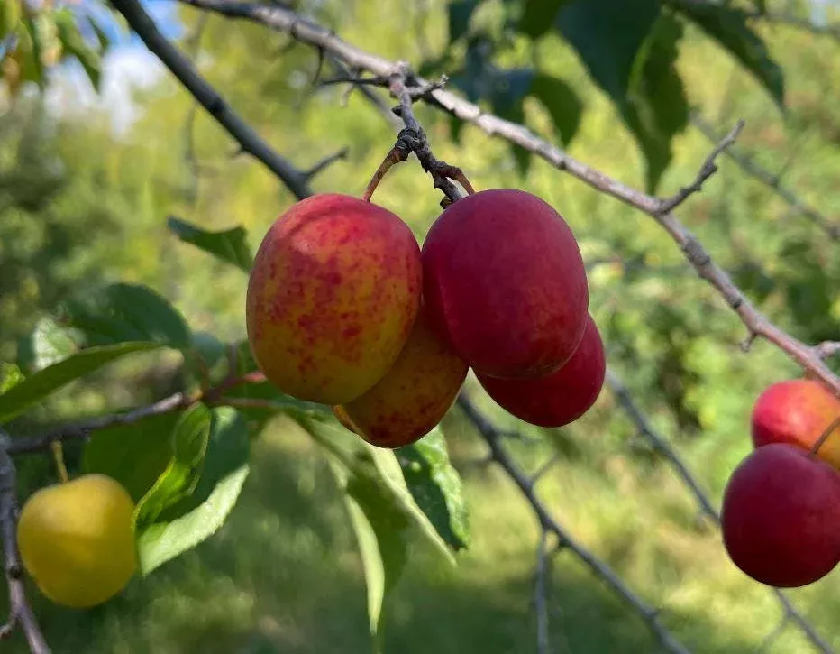 Canada Wild Plum Seeds