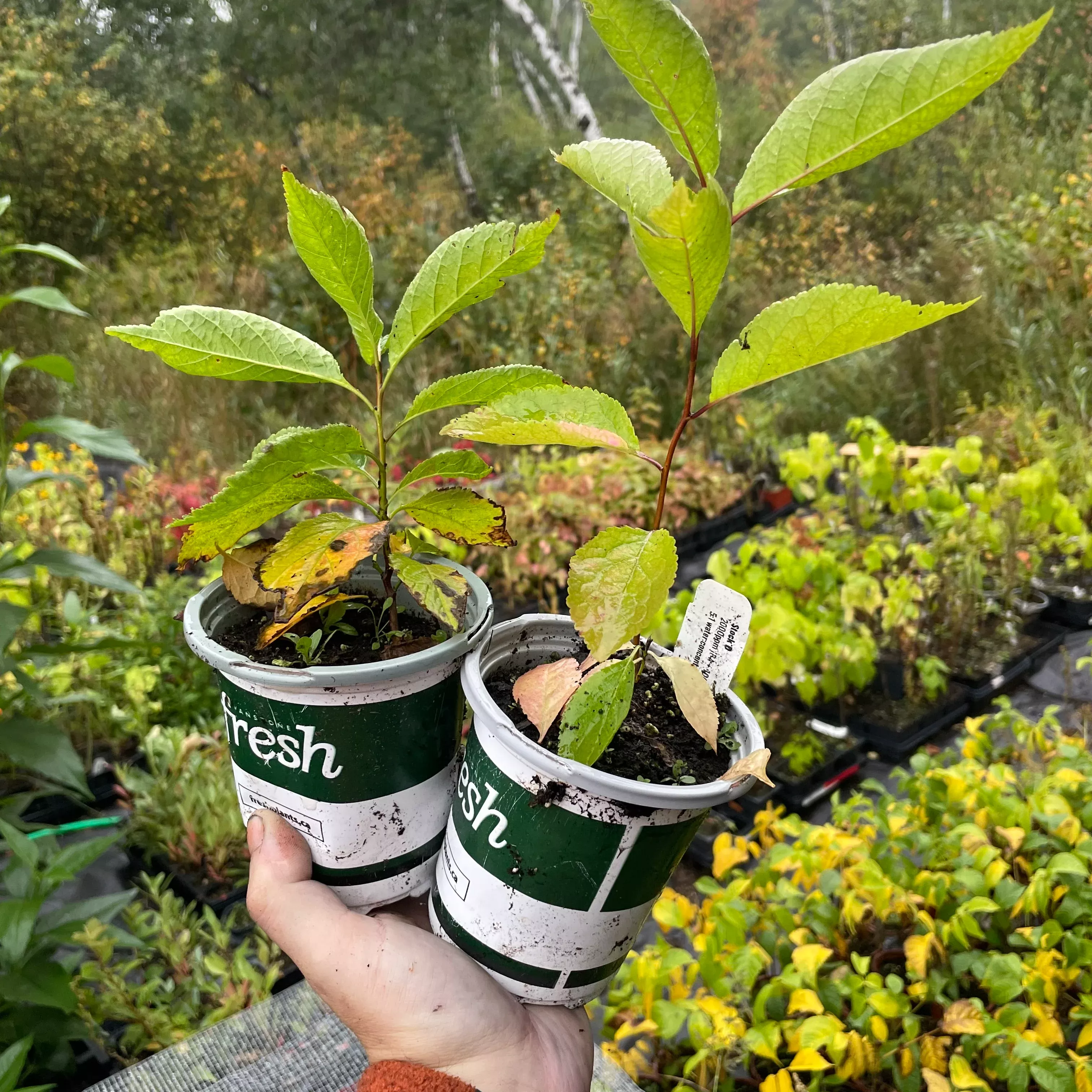 Canada Wild Plum
