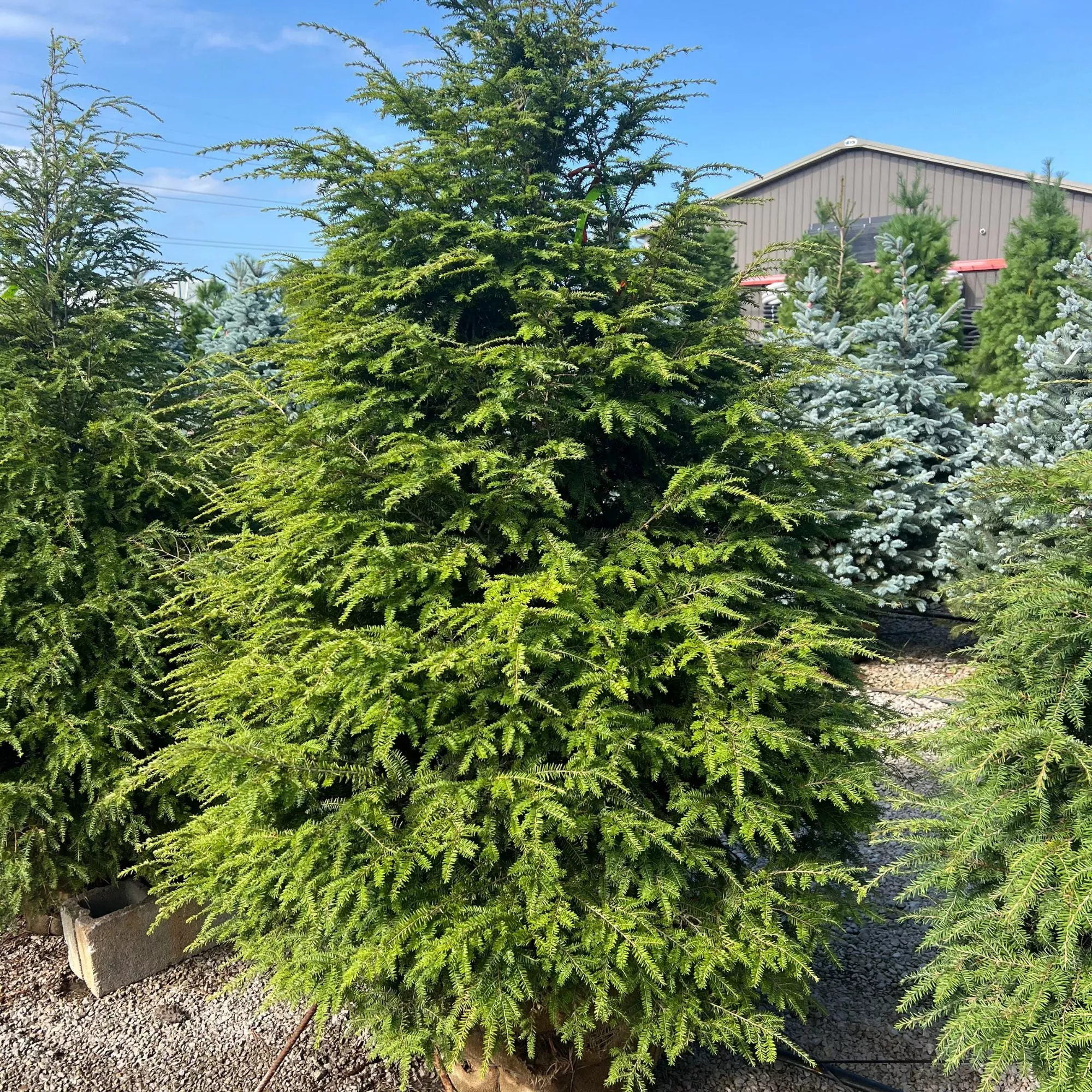 Canadian Hemlock - Tsuga canadensis 'Eastern' - Ball & Burlap Tree (Multiple Sizes)
