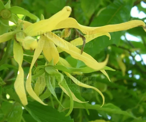 Cananga odorata seeds