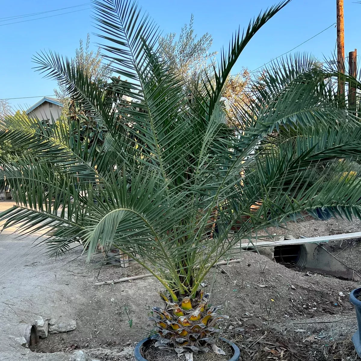 Canary Island Date Palm