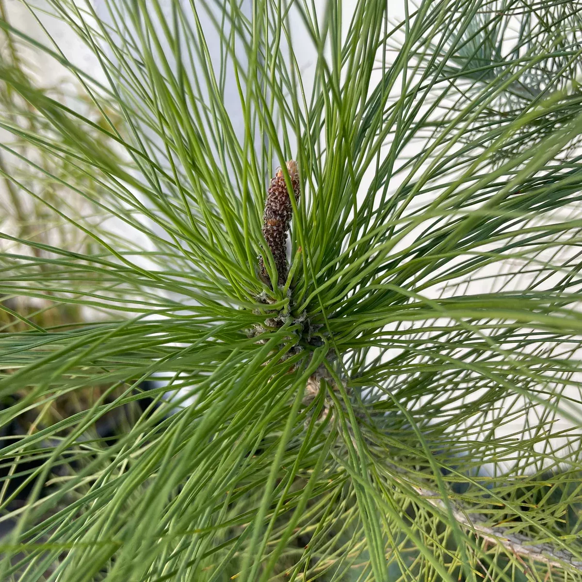 Canary Island Pine