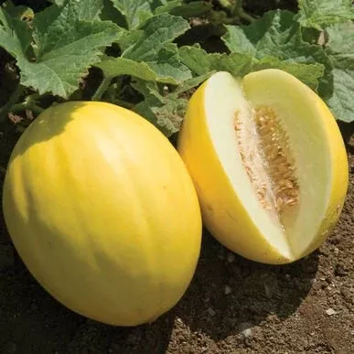 Canary Melon- per 2 plant plugs