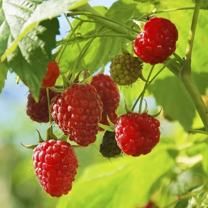 Canby Red Thornless Raspberry