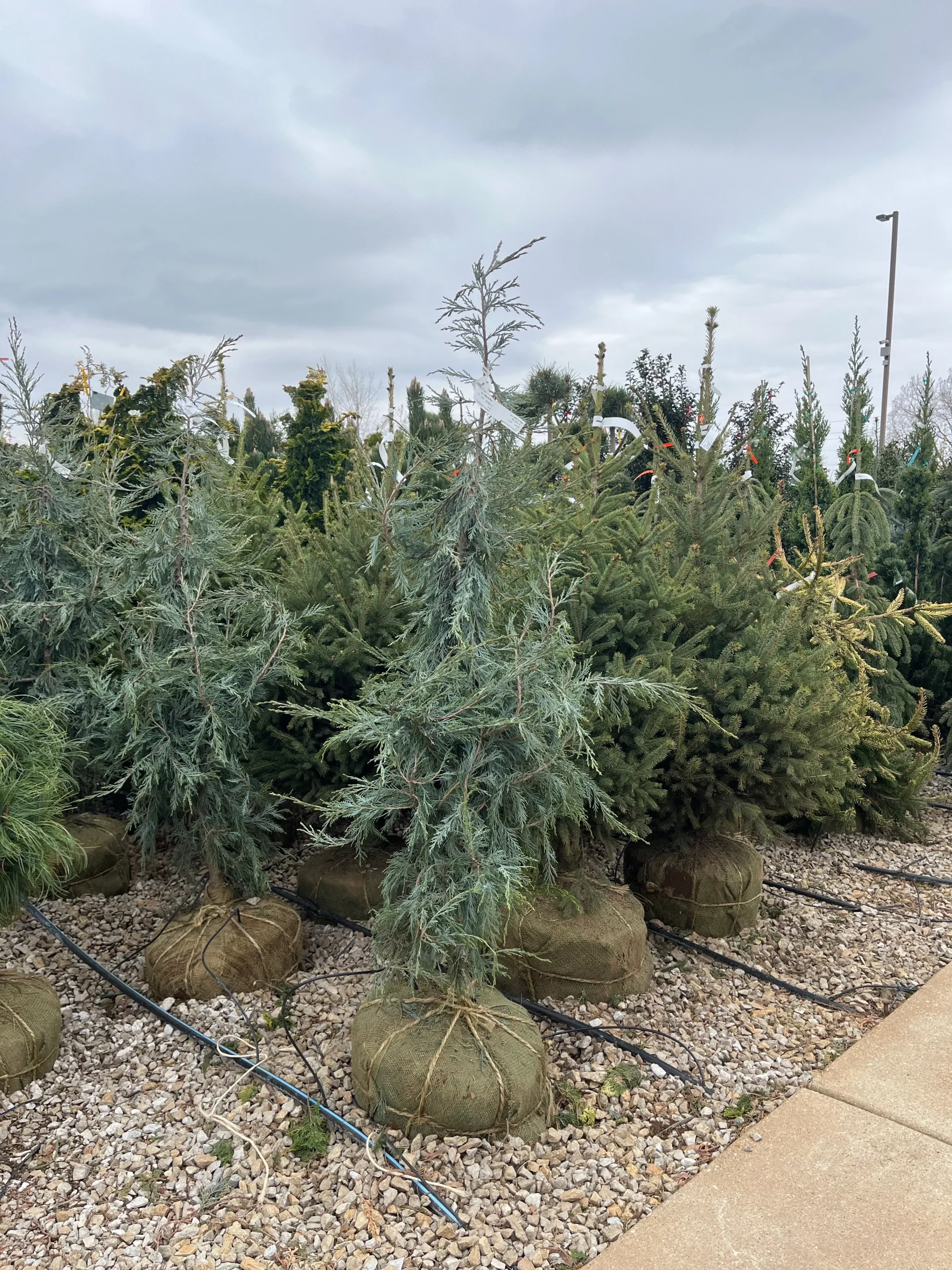 Candelabrica Juniper - Juniperus communis - 3-4 Foot Ball & Burlap Tree