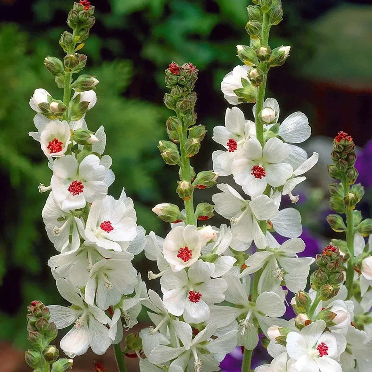 Candida Bianca Hollyhock