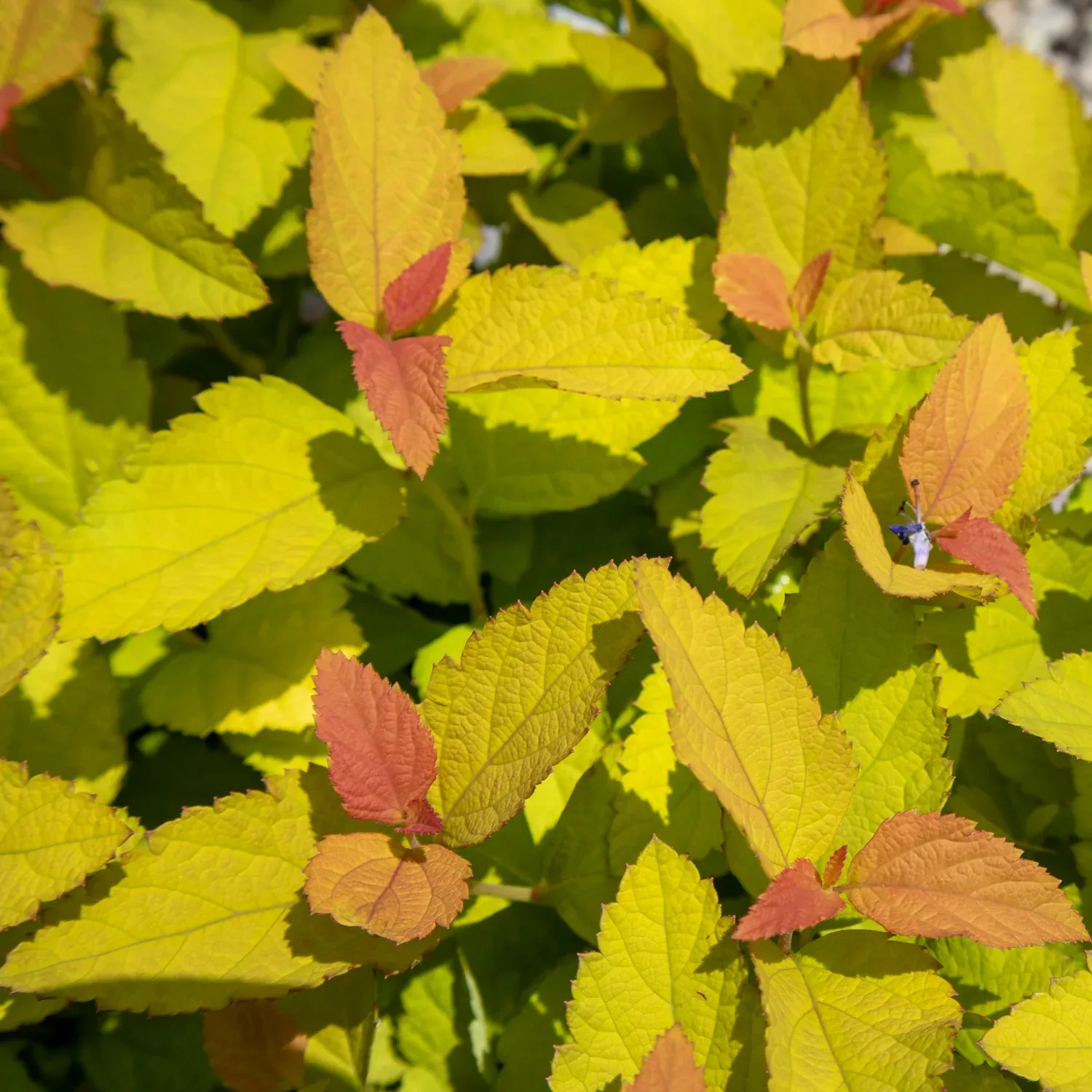 Candy Corn Spirea