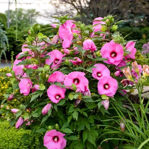 Candy Crush Hibiscus, 3 Gallon