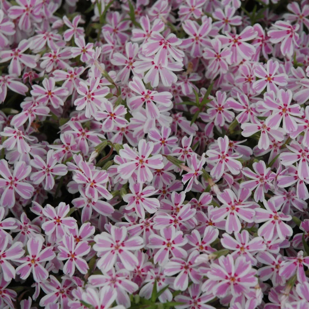 Candy Stripe Moss Phlox
