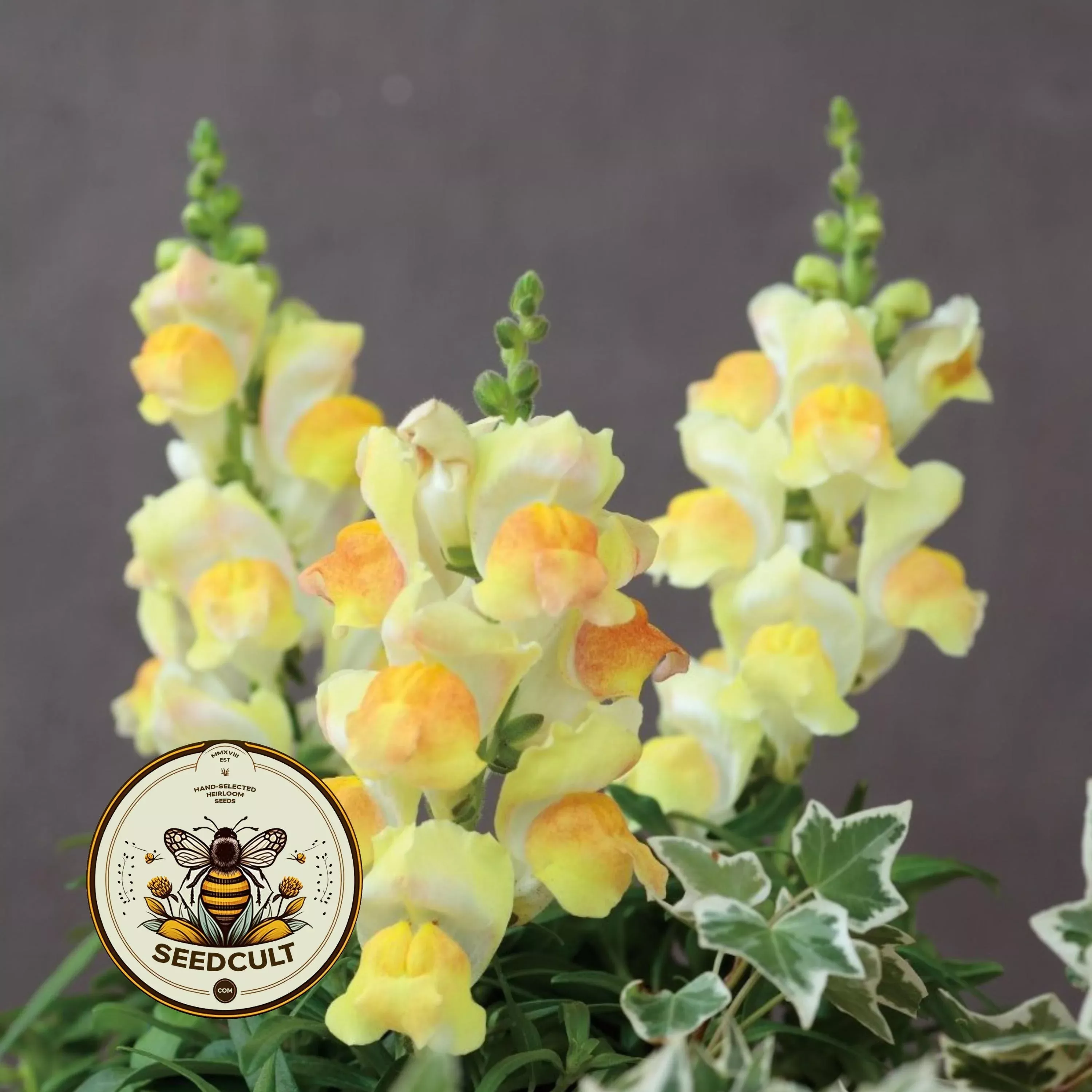 CANDY TOPS CHAMPAGNE SNAPDRAGON