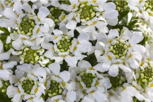 Candytuft