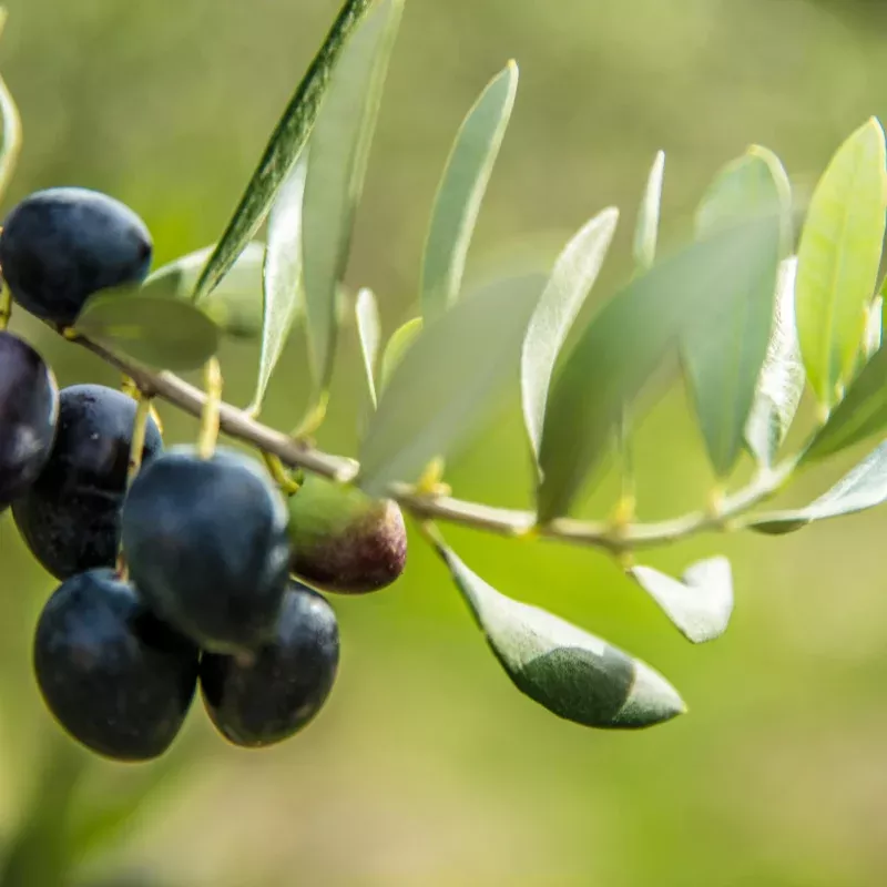 Canino Olive Seeds (Olea europaea var. europaea 'Canino') – Ancient Italian Olive Oil Variety, Drought & Pest Resistant, Cold-Hardy Evergreen Tree, Grow Your Own Mediterranean Olive Tree