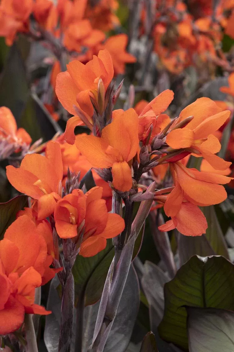Cannova Bronze Orange Canna Lily