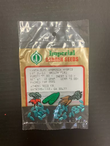 Cantaloupe Ambrosia Hybrid