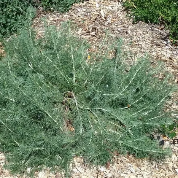 Canyon Gray Sagebrush