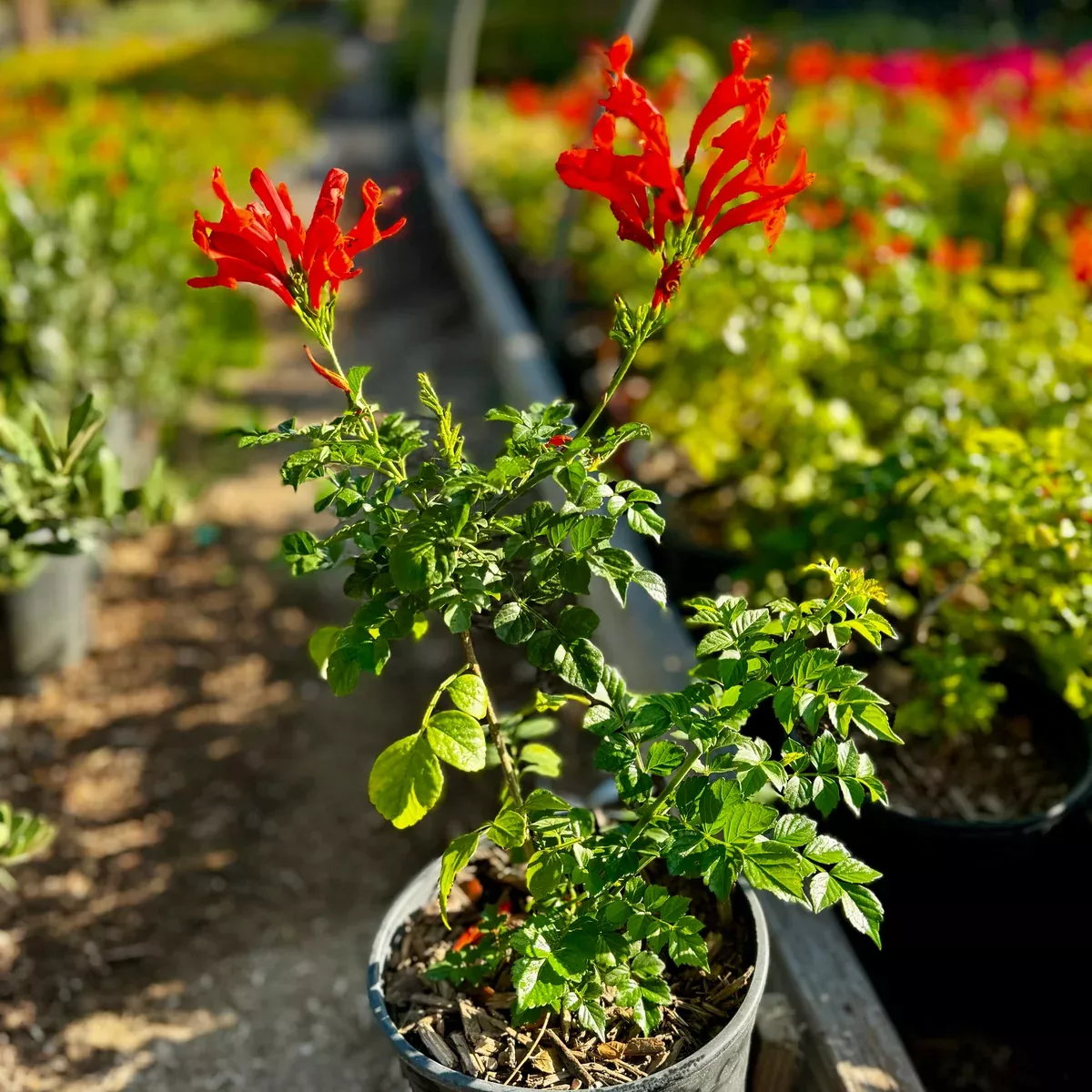 Cape Honeysuckle