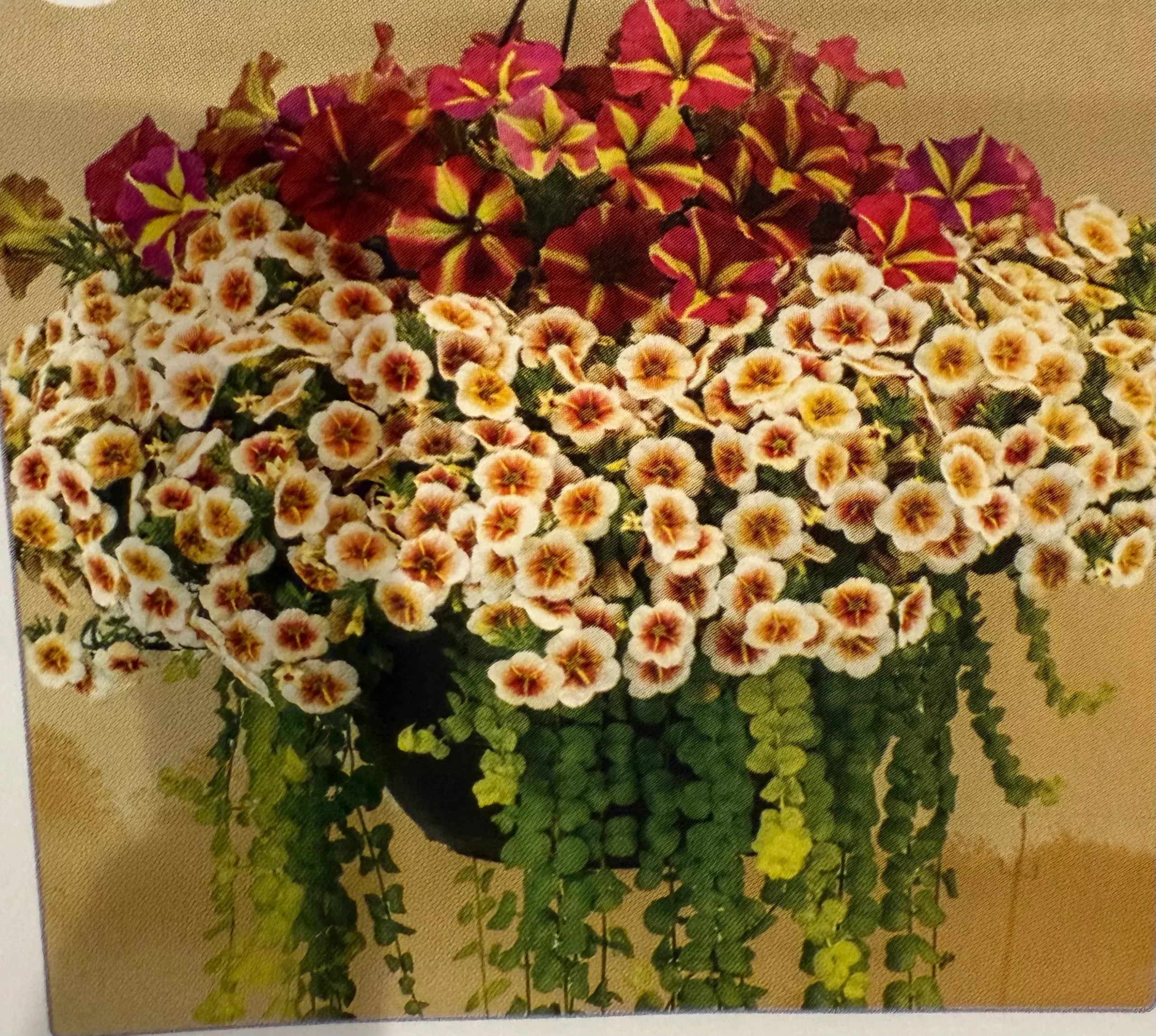 Cappuccino Cascade Mix Pot or Hanging Basket?