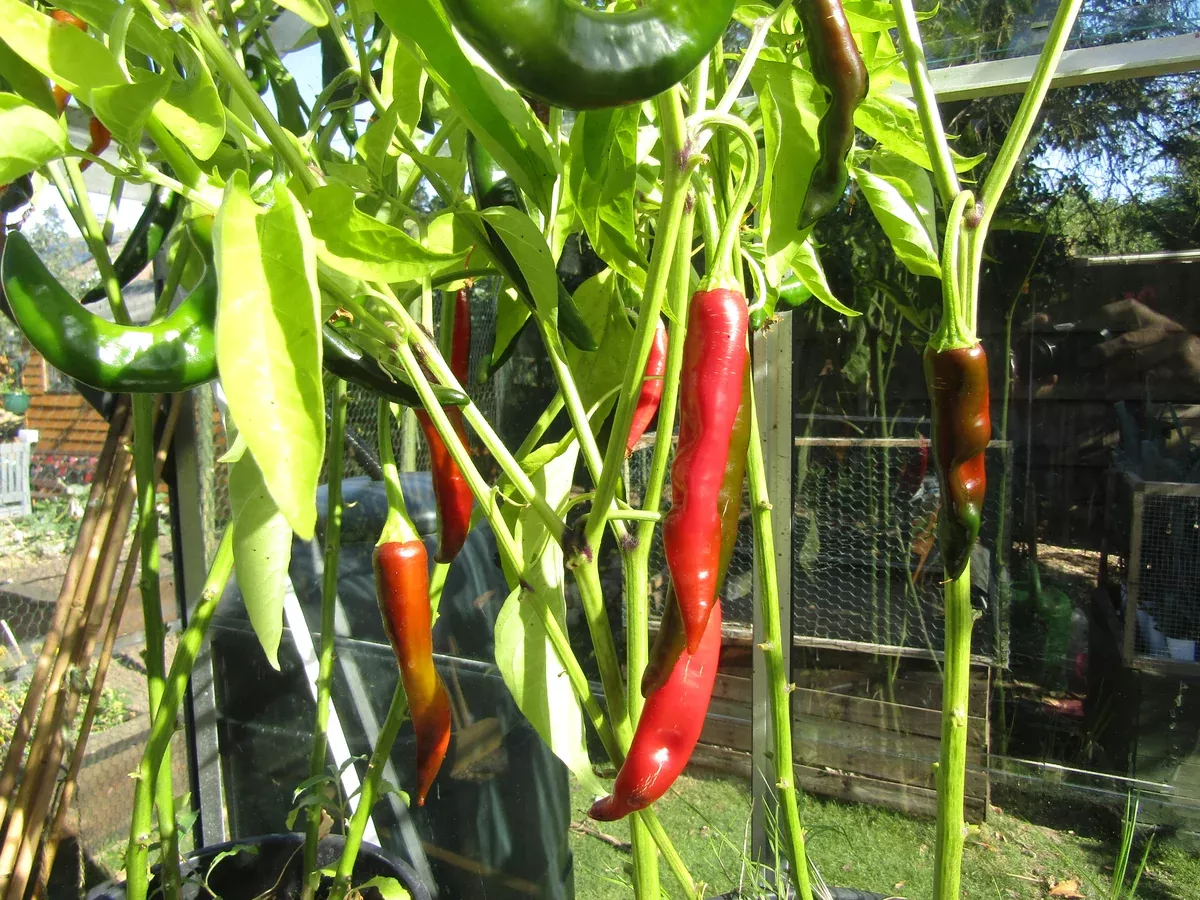 Capsicum annuum Seeds - Cayenne Pepper