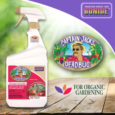 Captain Jack's Deadbug Brew RTU 32oz.