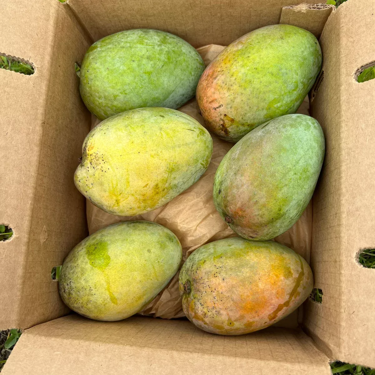 Caramel Coast Mango *Pre-Order*