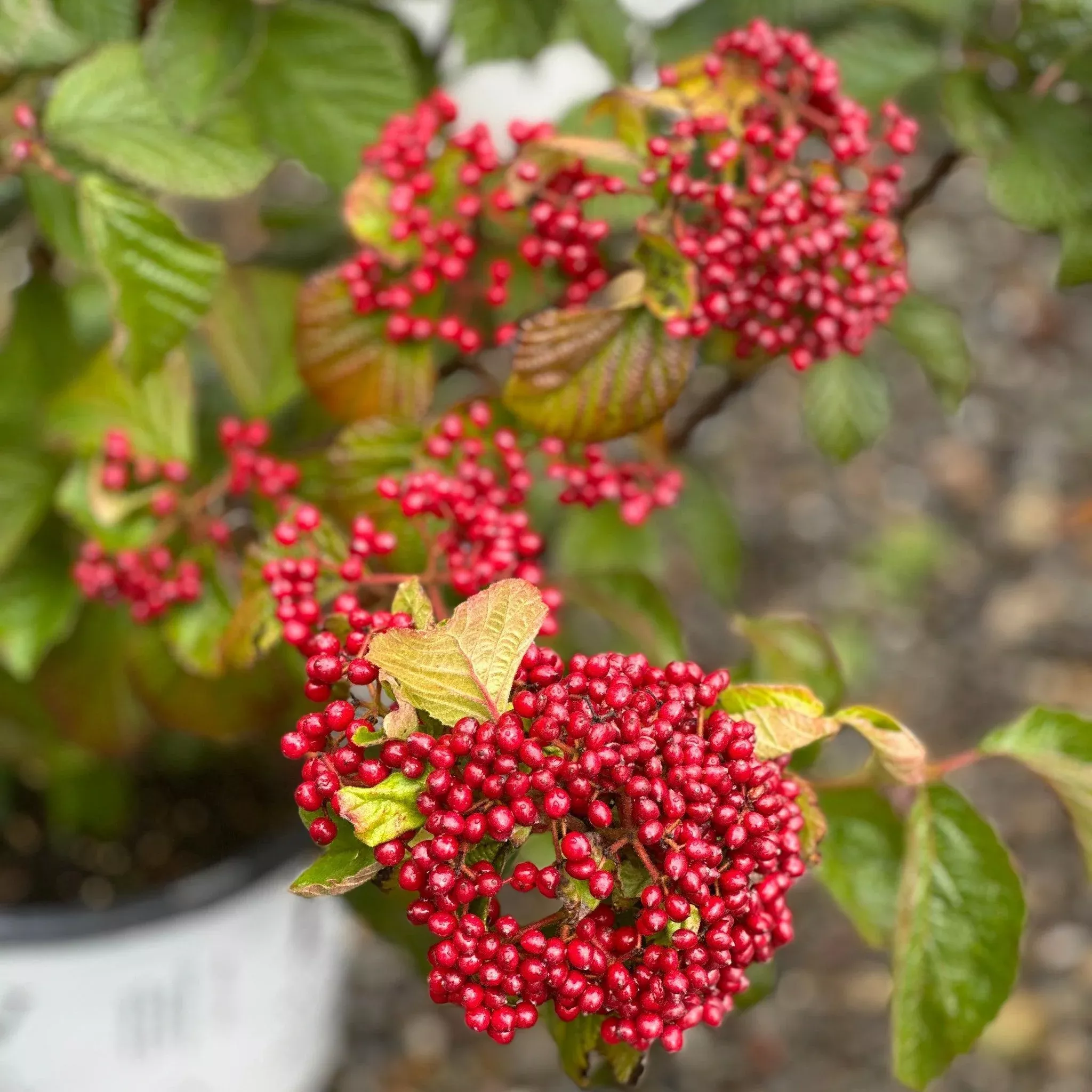 Cardinal Candy Viburnum