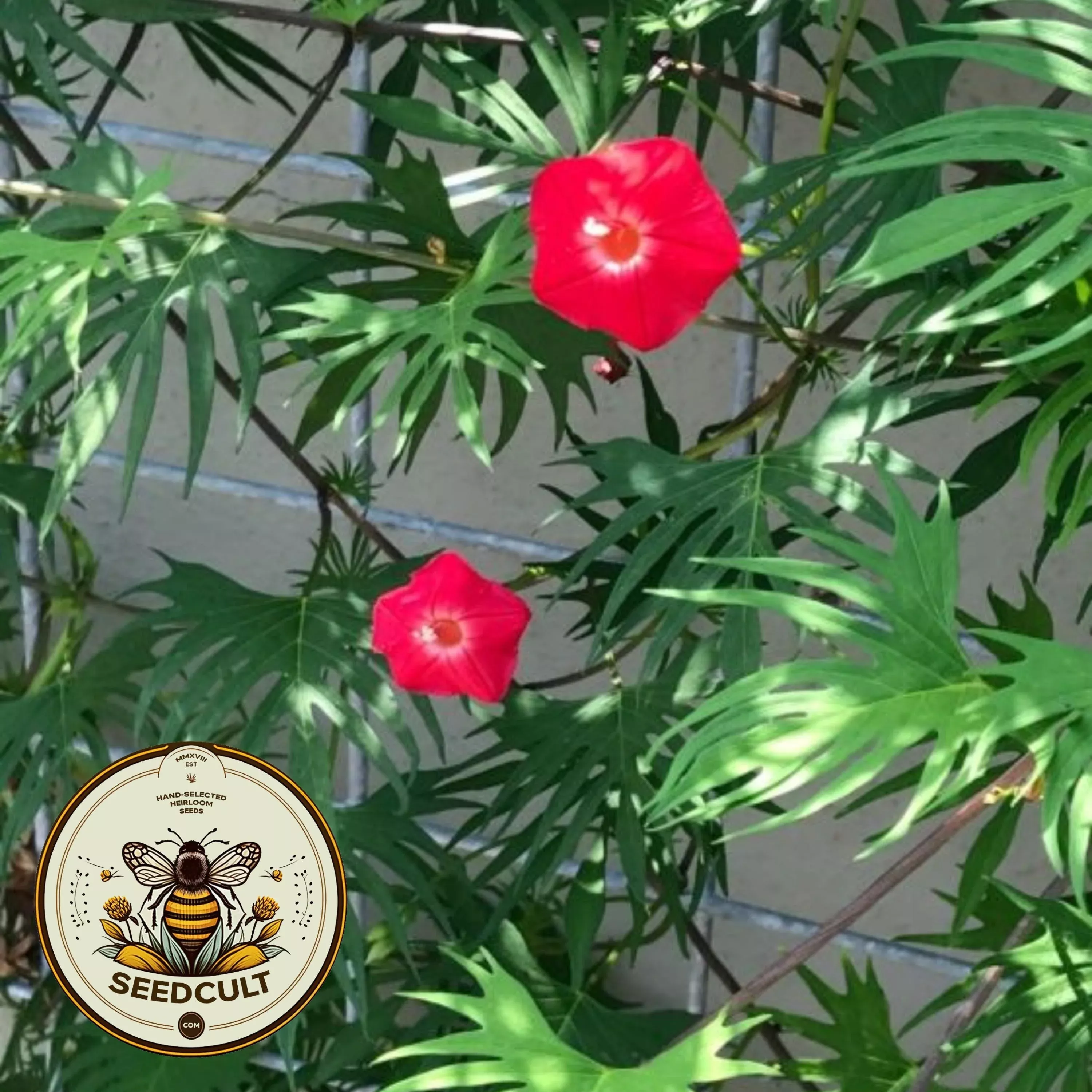 Cardinal Climber, Ipomoea Multifida IP2020