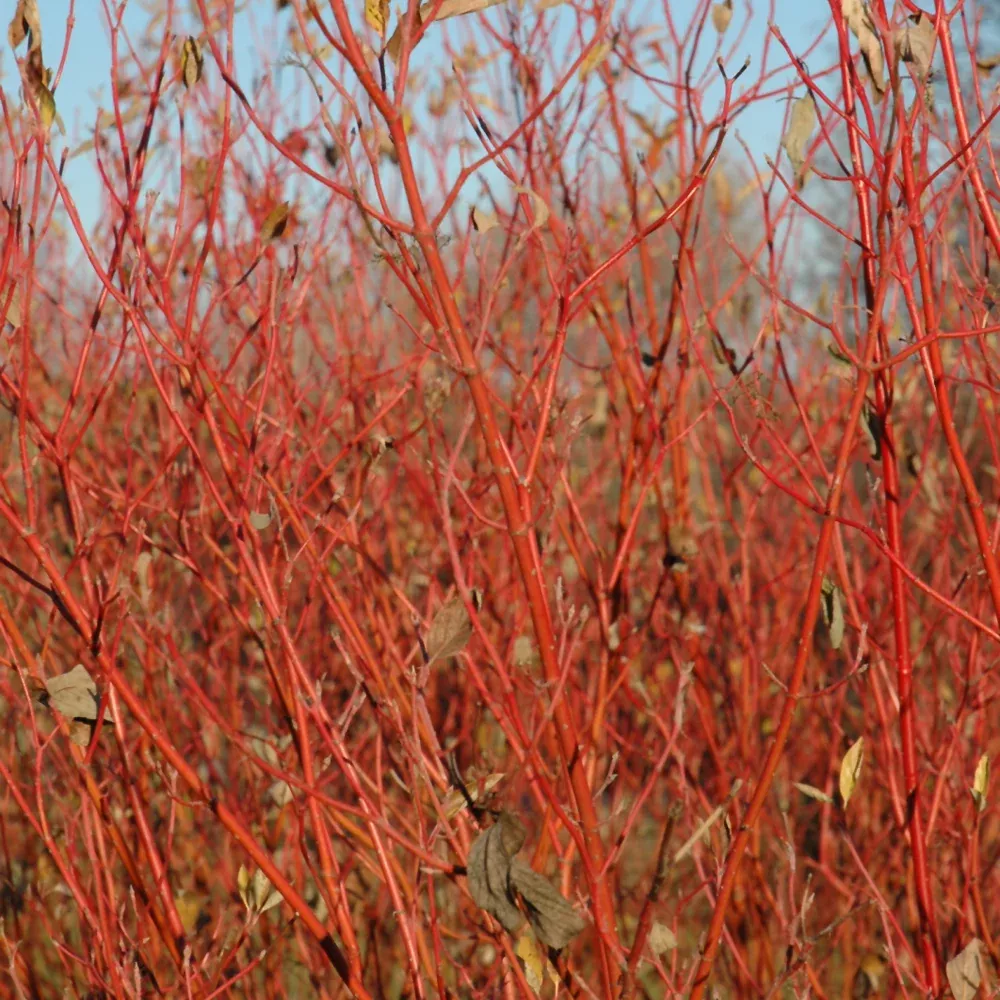 Cardinal Dogwood