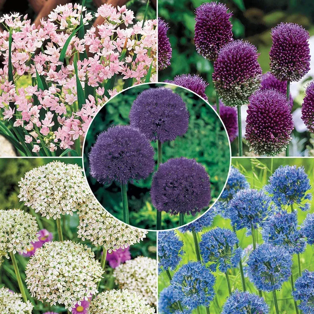 Carefree Allium Collection