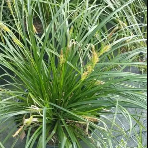 Carex amphibola- Creek Sedge