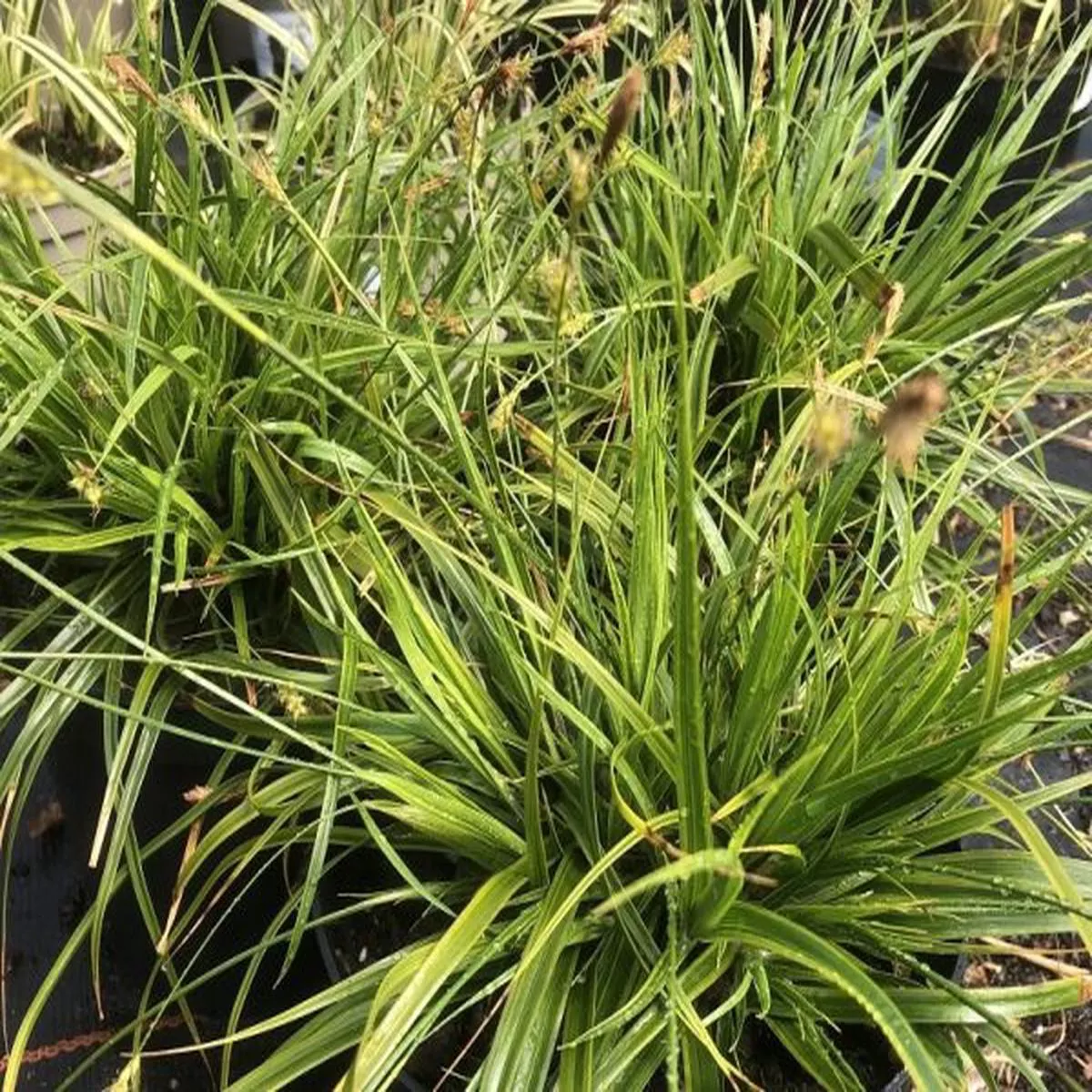 Carex Everlime
