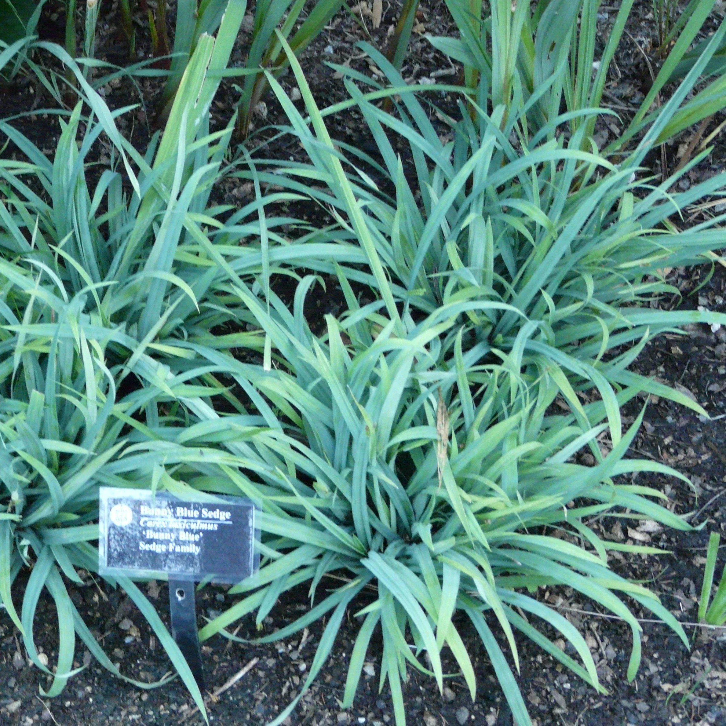 Carex laxiculmis 'Hobb' - Blue Bunny Sedge