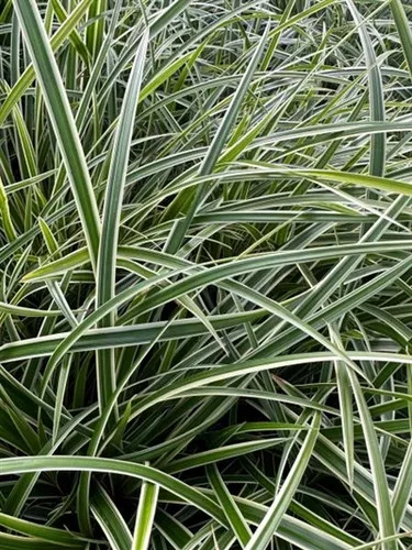Carex morrowii 'Ice Dance' / Sedge