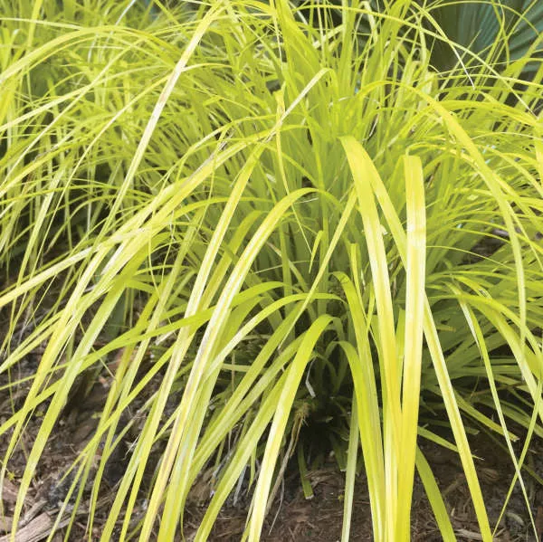 Carex oshimensis EverColor 'Everillo'