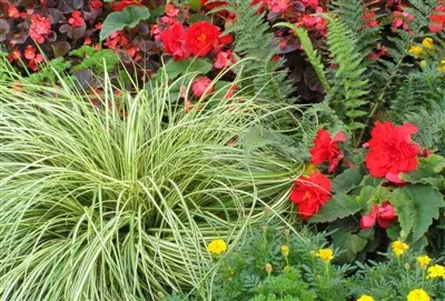 Carex oshimensis 'Evergold' / Sedge