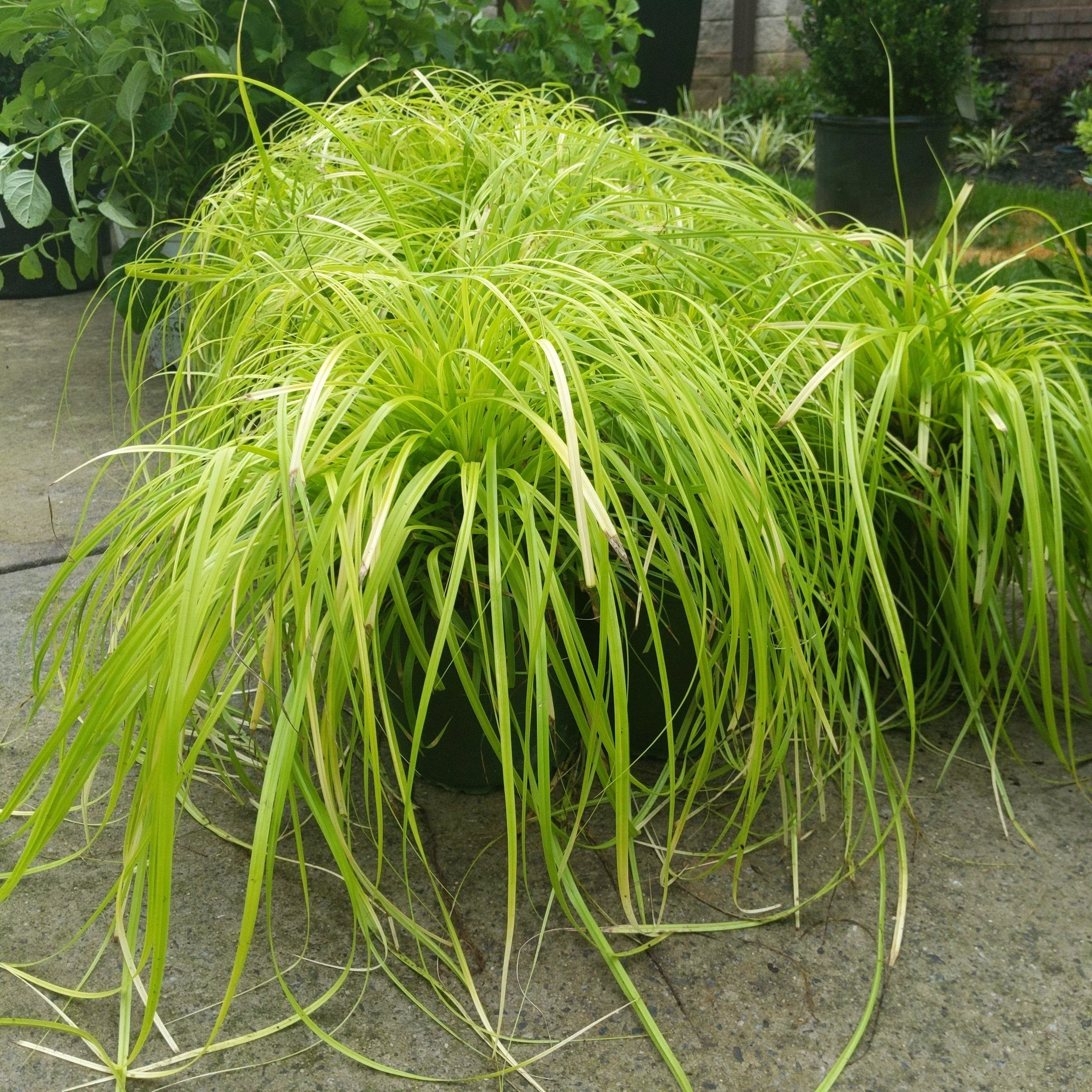 Carex oshimensis 'Everillo' PP#21,002- EverColor Everillo Sedge
