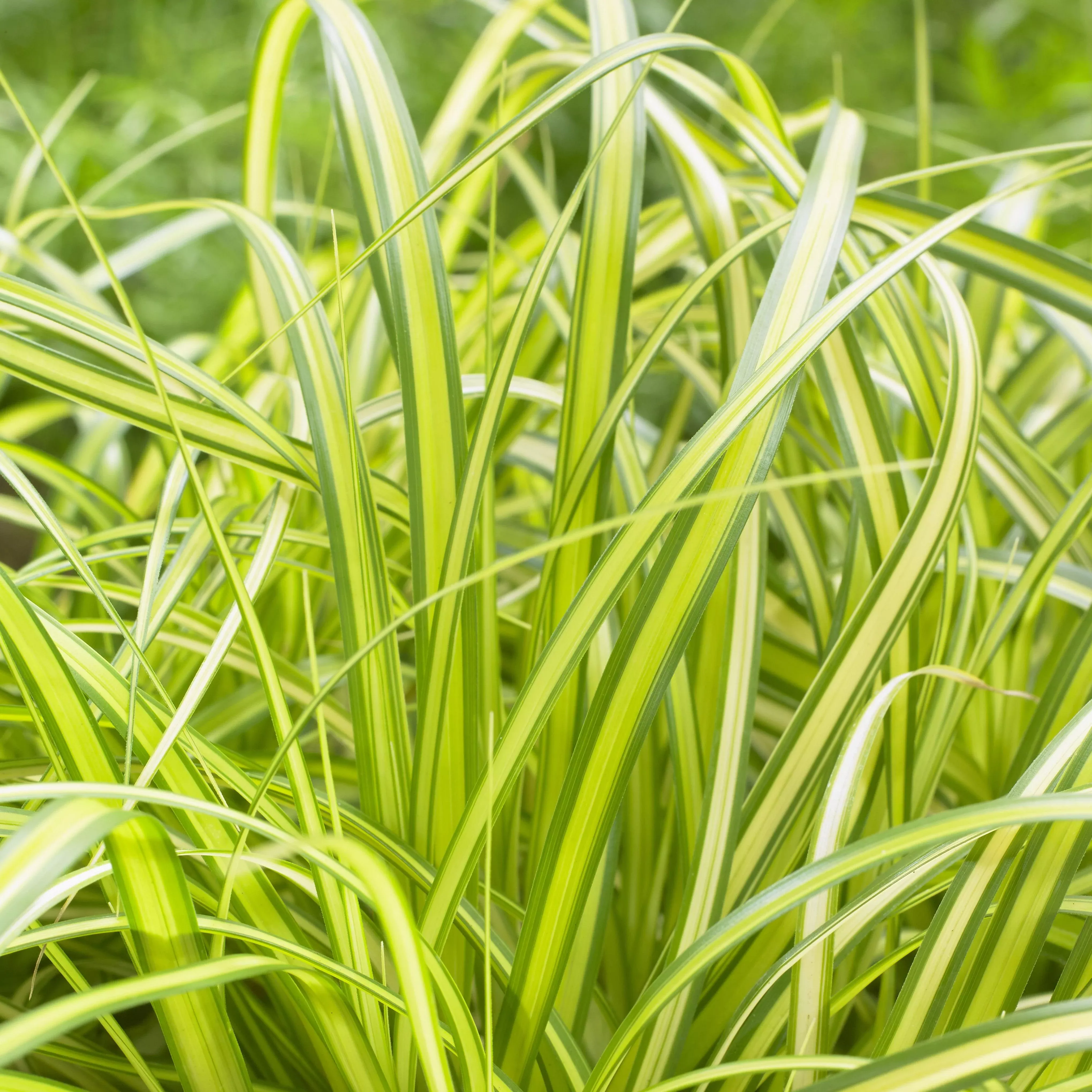 Carex oshimensis 'Eversheen' PP25938- Evercolor Eversheen Variegated Sedge