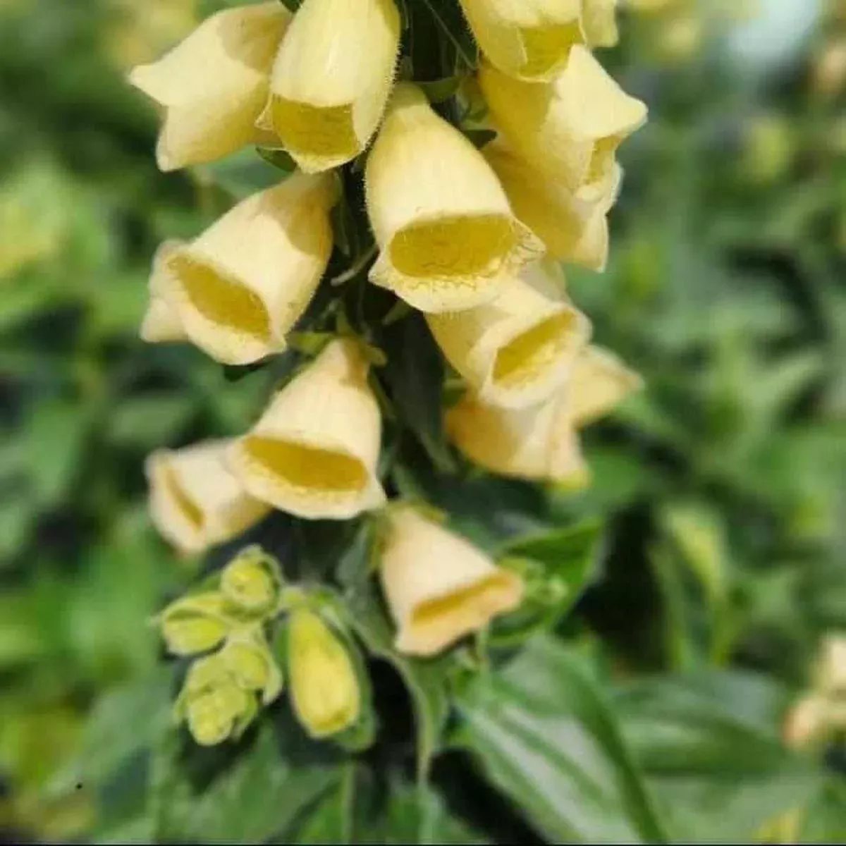 Carillon Foxglove
