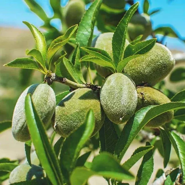 Carmel Almond Tree