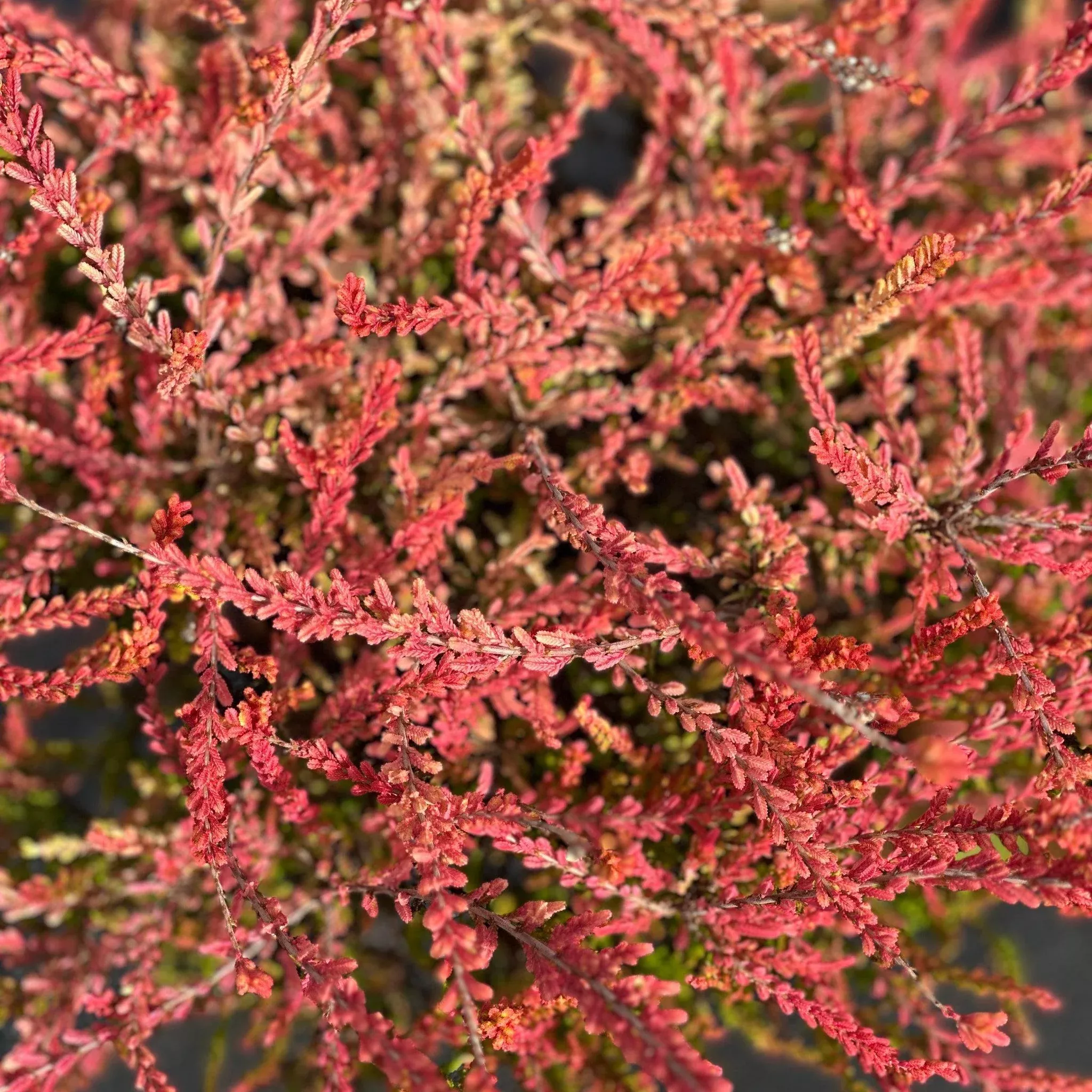 Carnival Heather