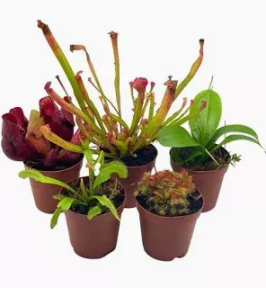 CARNIVOROUS ASSORTED VARIETIES