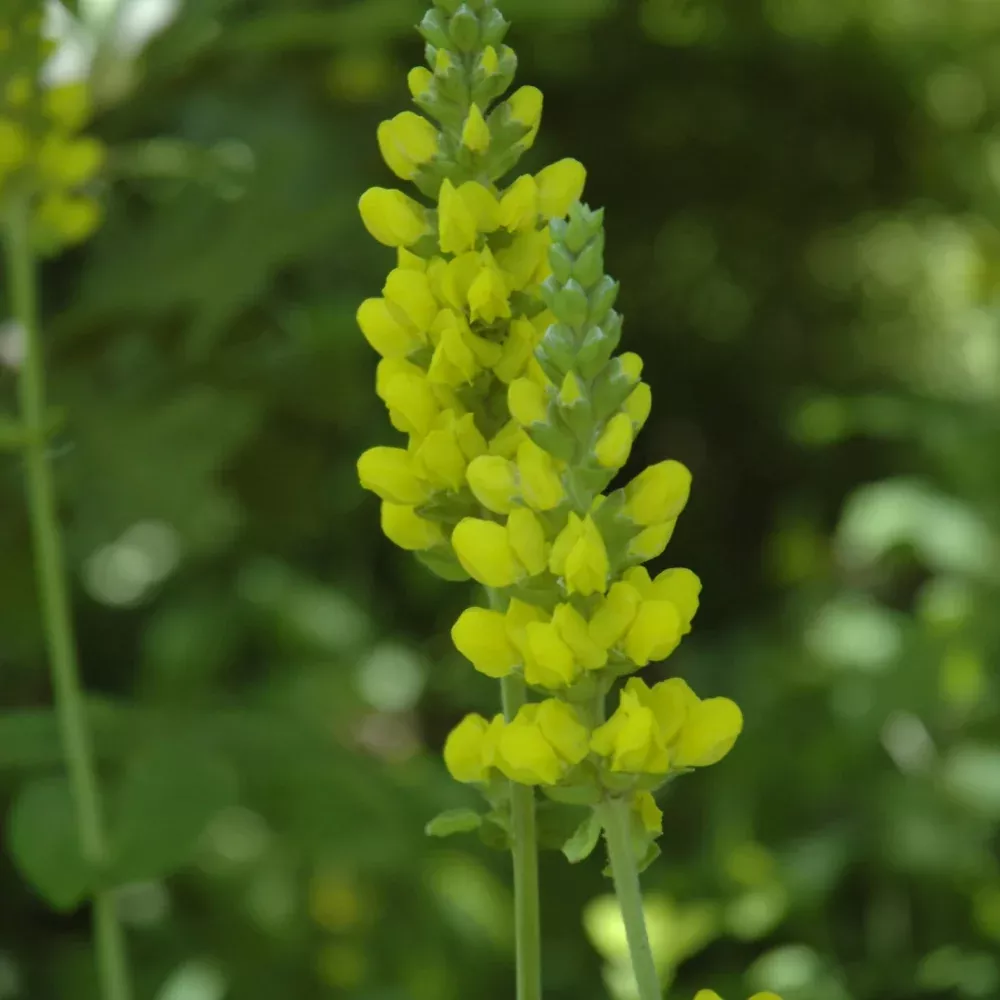 Carolina Bushpea