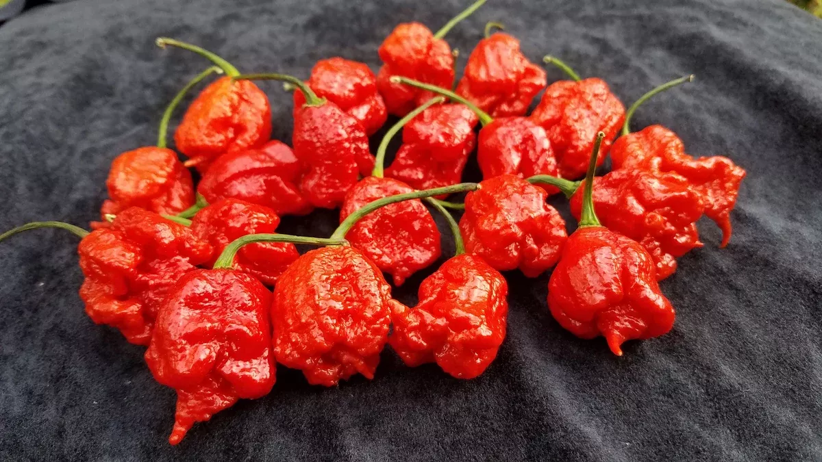 Carolina Reaper- 4" pot