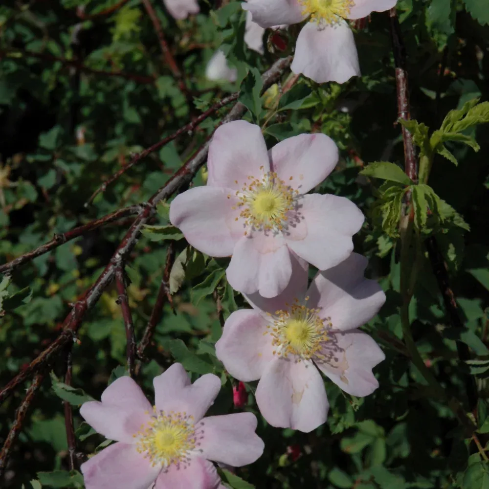 Carolina Rose